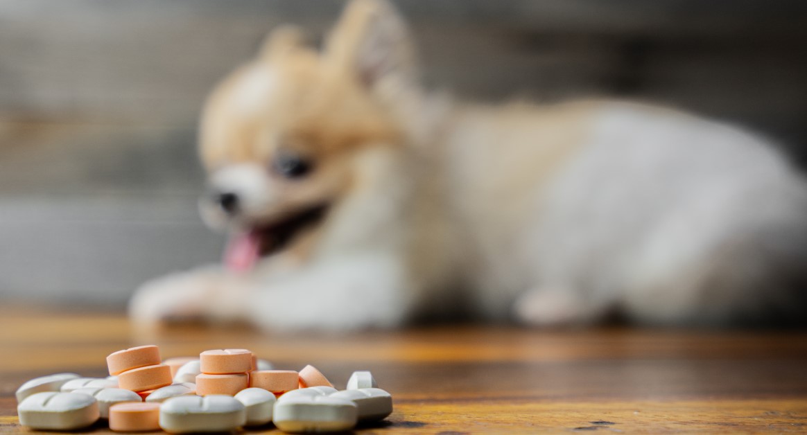 Joint Supplements for Dogs